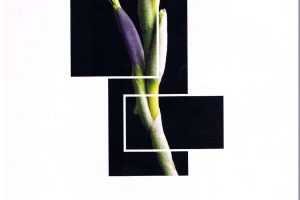 1 1